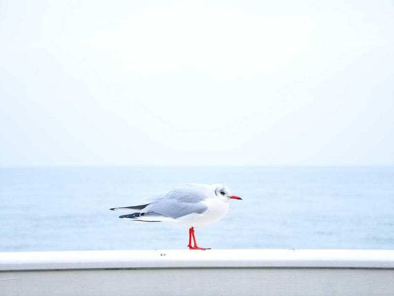 Hotel Renovation Project - Al Hofuf