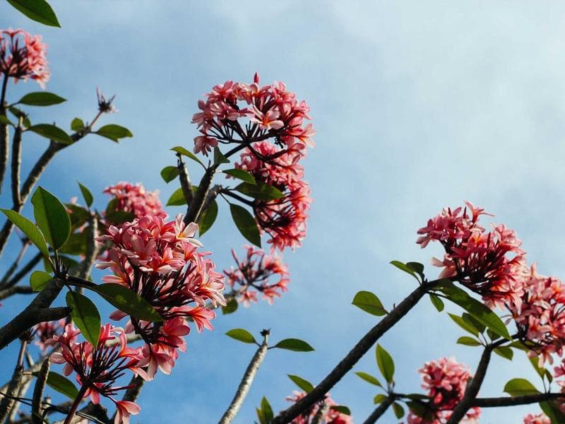 Commercial Complex MEP - Sakaka