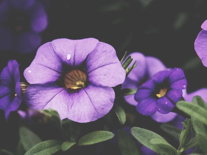 Luxury Villa Construction - Al-Kharj